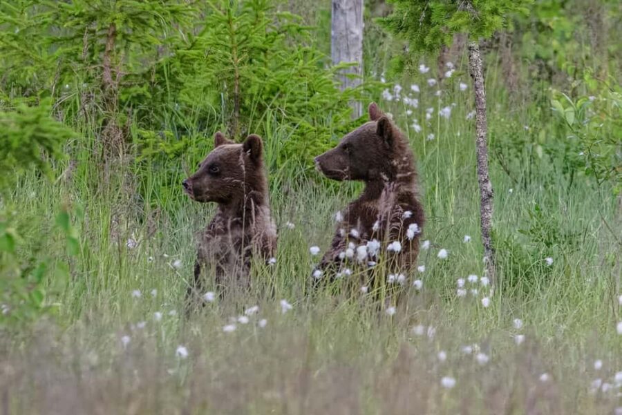 Kuusamo: Bear watching evening - How the Tour is Structured in the Finnish Wilderness