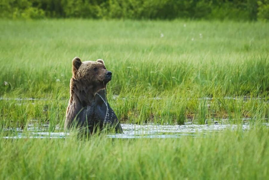 Kuusamo: Bear Watching Overnight Tour - Deep into the Finnish Taiga Forest