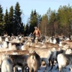 Kuusamo: Morning Feeding of Hundreds of Reindeer - How the Reindeer Morning Feeding Works