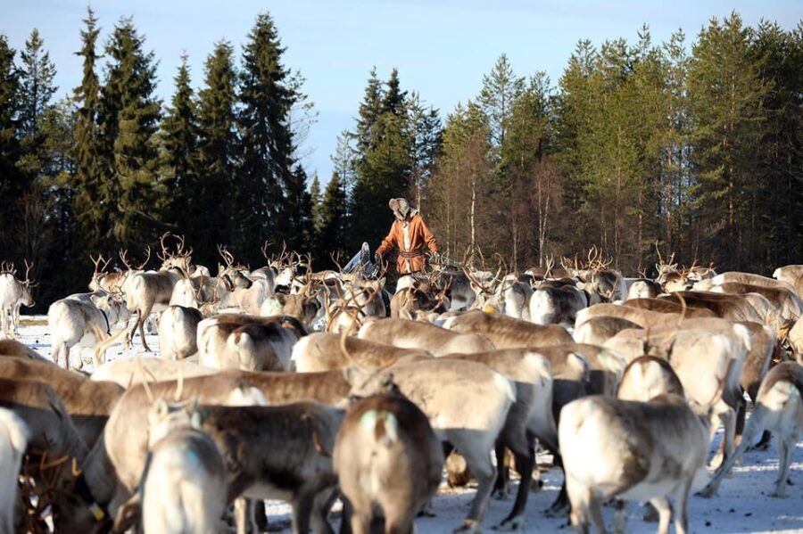 Kuusamo: Morning Feeding of Hundreds of Reindeer - How the Reindeer Morning Feeding Works