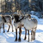Kuusamo: Reindeer Farm Visit - Visiting Kuusamo’s Reindeer Farm: The Basics