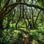 La Gomera Day Trip from Tenerife - Exploring San Sebastian, La Gomeras Capital