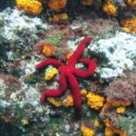 La Herradura: Cerro Gordo Natural Park Kayak & Snorkel Tour - The Kayaking Experience in La Herraduras Bay