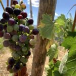 La Maliosa Farm Experience & Wine Tasting - Exploring La Maliosa: Organic Farm and Scenic Views