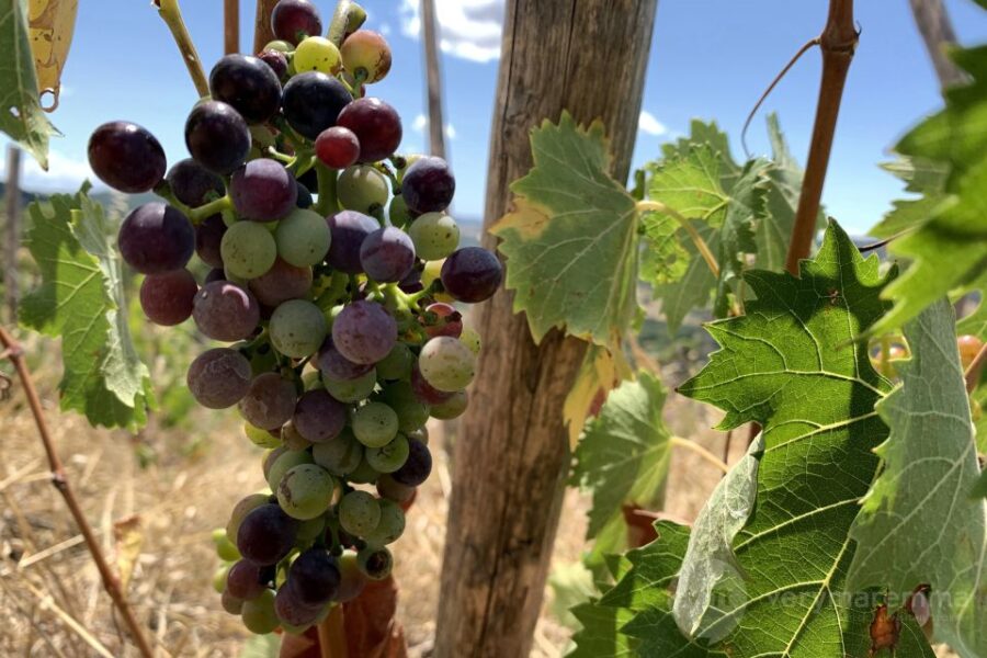 La Maliosa Farm Experience & Wine Tasting - Exploring La Maliosa: Organic Farm and Scenic Views