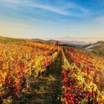 La Morra: A Journey through Barolo's Finest Vintages - Discovering the Unique Terroir of Langhe