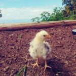 La Orotava: Workshop "Natural Horsemanship" and Permaculture - Scenic Setting at the Permaculture Finca in La Orotava