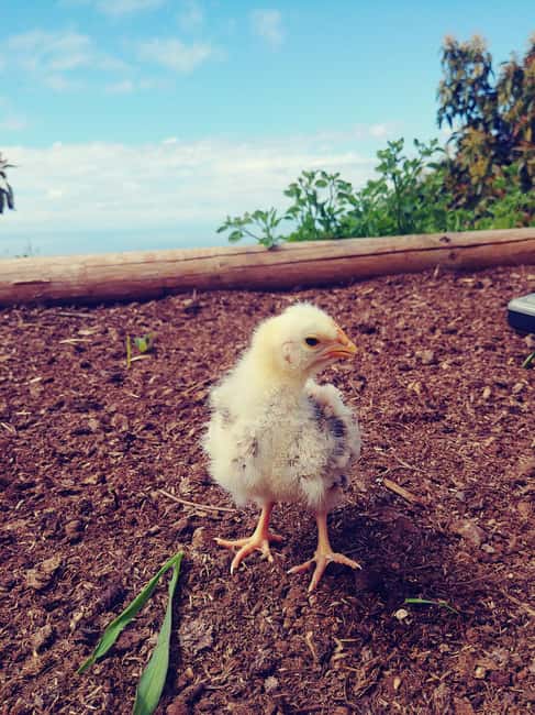 La Orotava: Workshop "Natural Horsemanship" and Permaculture - Scenic Setting at the Permaculture Finca in La Orotava