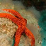 La Palma: Atlantic Snorkeling Tour with Full Gear Rental - Starting Point at the Fuencaliente Dive Center