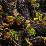 La Palma: Bodegas Teneguia Winery Tour with Wine Tasting - Starting at Bodegas Teneguía in Fuencaliente