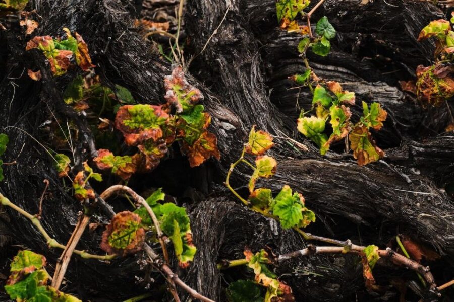 La Palma: Bodegas Teneguia Winery Tour with Wine Tasting - Starting at Bodegas Teneguía in Fuencaliente