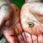 La Palma: PlatanoLógico Edible Forest Tour - How the Tour Explains Eco-Agriculture and Ecosystem Coexistence