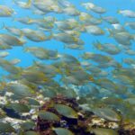 La Palma: SSI Try Scuba Program - The Location and Meeting Points in La Palma