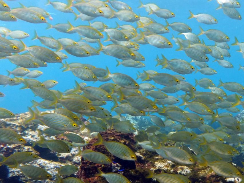 La Palma: SSI Try Scuba Program - The Location and Meeting Points in La Palma