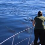 La Palma: Whale Watching Experience and Coastal Highlights - La Palma Coastline and Coastal Highlights