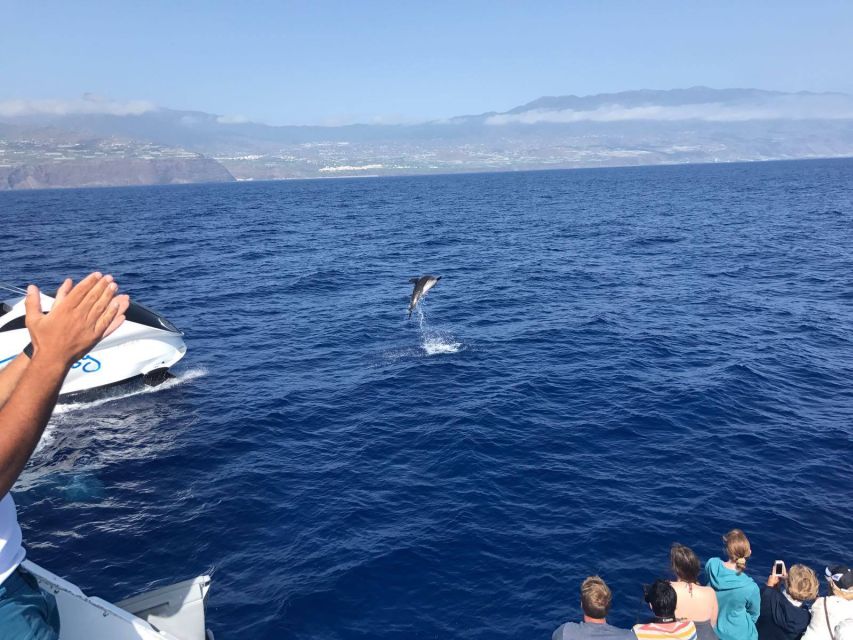 La Palma: Wildlife Viewing and Cumbre Vieja Boat Tour - Marine Wildlife Search Along the Safari Route to the North