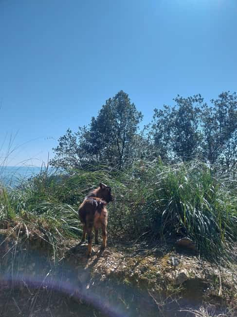 La Spezia: Portovenere & Palmaria Island Hiking Tour - Scenic Ferry Ride from La Spezia to Palmaria Island