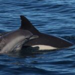 Lagoa: Dolphin Watching & Benagil Tour with Biologist Guide - Starting Point at Capitão Nemo Algarve in Lagoa