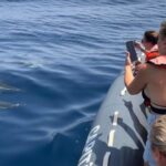 Lagoa: Dolphins Expedition with biologist guide on board - Exploring Algarves Marine Wildlife: What You Might See