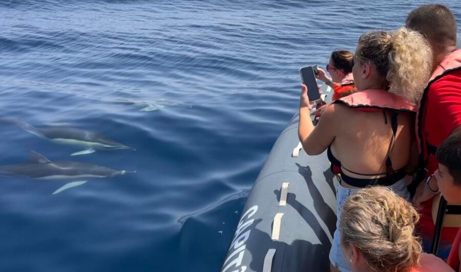 Lagoa: Dolphins Expedition with biologist guide on board - Exploring Algarves Marine Wildlife: What You Might See