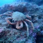 Lagos: 2 Dives on the local Reefs (FOR CERTEFID DIVERS ONLY) - Limitations to Keep in Mind