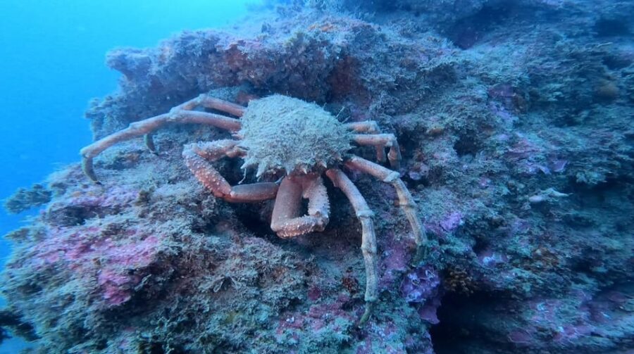 Lagos: 2 Dives on the local Reefs (FOR CERTEFID DIVERS ONLY) - Limitations to Keep in Mind