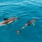 Lagos: Dolphin Watch Tour with Professional Marine Biologist - What Makes the Speedboat Ride Unique?