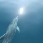 Lagos: Dolphin Watching Tour - Starting Point and Meeting Arrangements in Lagos