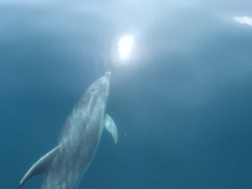 Lagos: Dolphin Watching Tour - Starting Point and Meeting Arrangements in Lagos