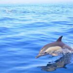 Lagos: Dolphin Watching with Professional Marine Biologists - The Boat Ride on Tornado Rib: Speed and Safety