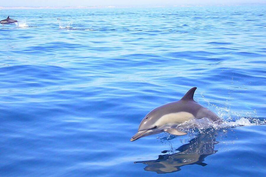Lagos: Dolphin Watching with Professional Marine Biologists - The Boat Ride on Tornado Rib: Speed and Safety