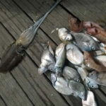 Lagos: Family Fishing Trip - Scenic Coast Rides and Coastal Stops in Lagos