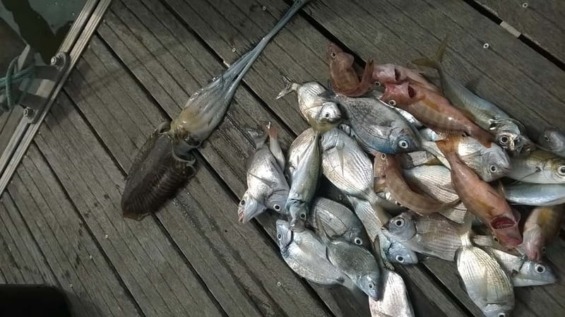 Lagos: Family Fishing Trip - Scenic Coast Rides and Coastal Stops in Lagos