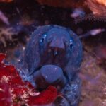 Lagos: Guided Scuba Diving Trip for Beginners - Meeting Point and Logistics in Lagos