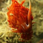 Lagos: Scuba Diving Experience for Beginners - Frequently Asked Questions