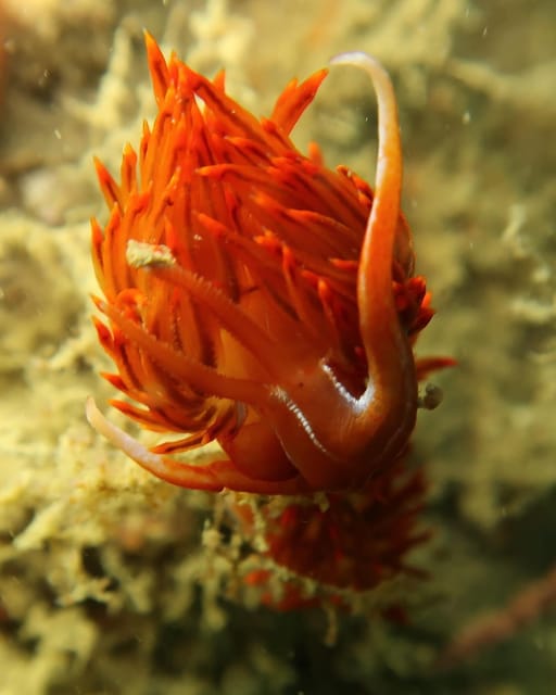 Lagos: Scuba Diving Experience for Beginners - Frequently Asked Questions