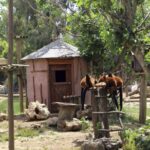 Lagos Zoo Admission Ticket - The Origins and Design of Lagos Zoo