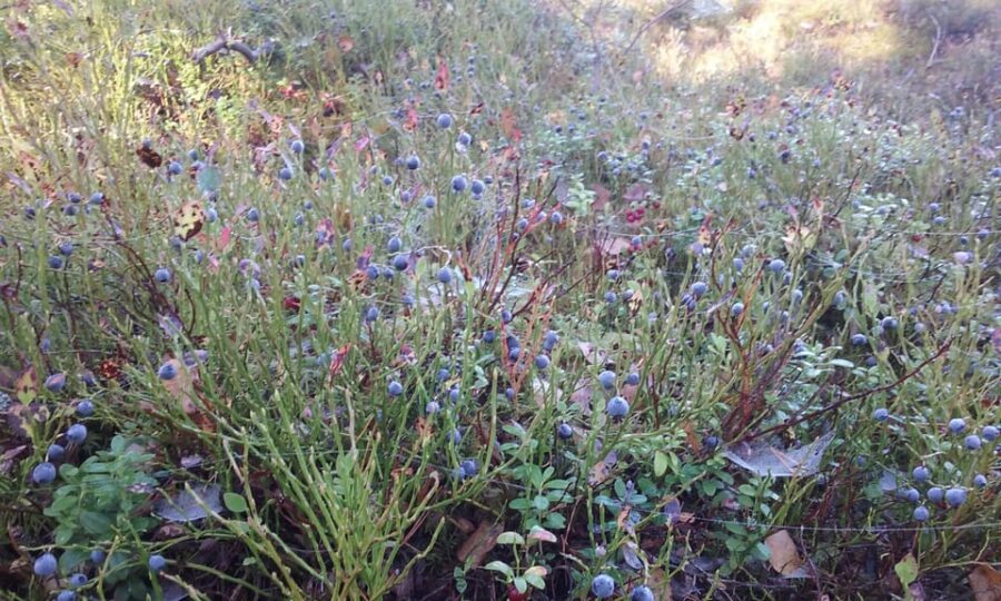 Lahti: Guided Nature Walk The Heart of The Swamp - Exploring the Linnaisten suo Nature Reserve