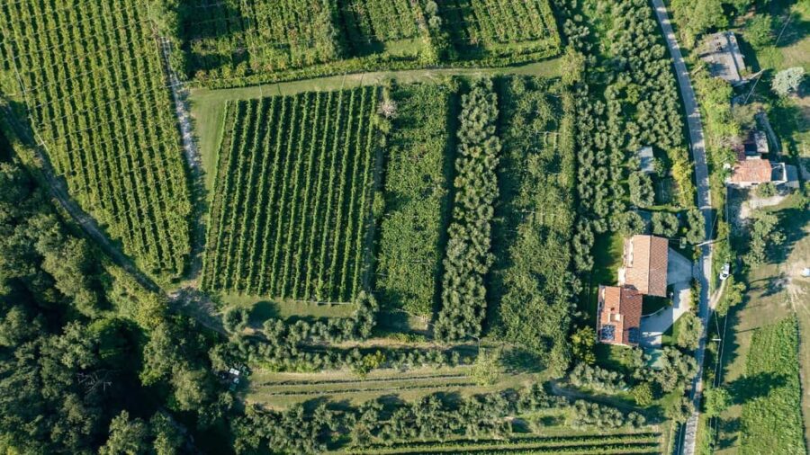 Lake Garda: Tour with 4 Olive Oil Tasting & Local Food - Tasting Four Award-Winning Olive Oils