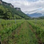 LAKE GARDA: VINEYARD AND WINERY TOUR - Starting at LE FRAGHE: A Historic Organic Winery in Bardolino