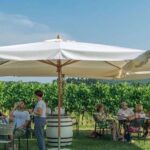 Lake Garda: Wine and Food Tastings in the Vineyards - Exploring the Vineyard Setting in Lazise