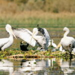 Lake Skadar: Early-morning Birdwatching and Photography Tour - What Makes the Early-Morning Start Special?