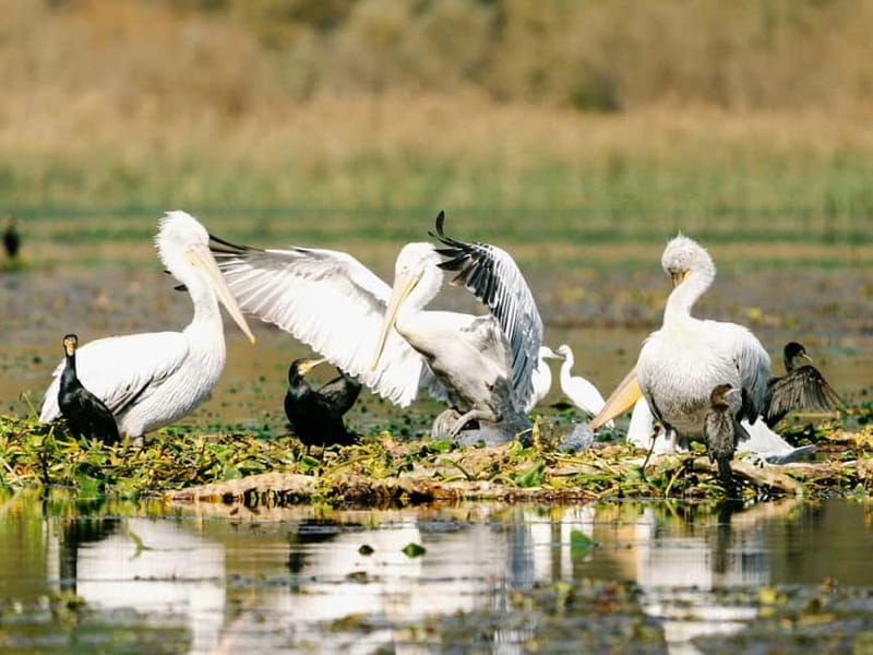 Lake Skadar: Early-morning Birdwatching and Photography Tour - What Makes the Early-Morning Start Special?