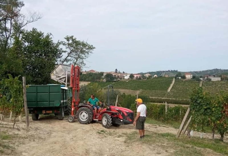 Langhe: grape seasons. Winery and vineyard tour with tasting - The Winery and Vineyard in Neive: A Family-Owned Gem
