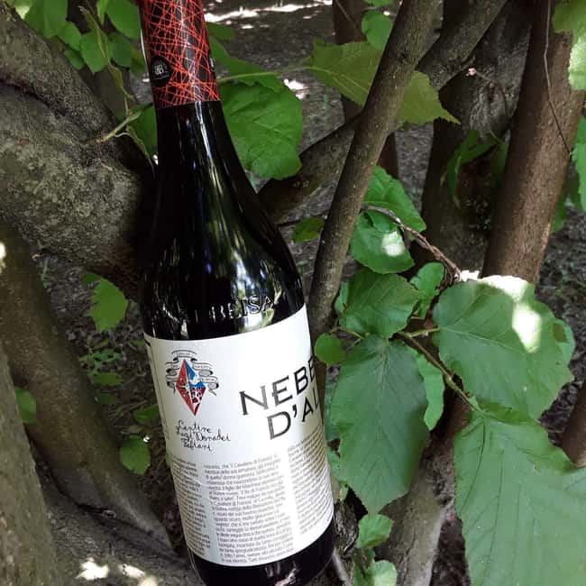 Langhe: Visit to the Vineyard and Historic Cellars with Tasting - The Significance of the Frescoed Halls in the Estate