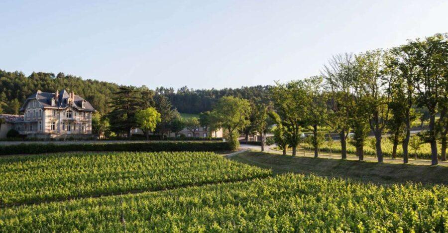 Languedoc: Tour and Tasting at Domaine de Baronarques - From the Historic Estate to the Vineyard: What You See