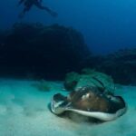 Lanzarote: 2-Dive Package for Certified Divers - What Equipment Is Included and What You Need to Bring