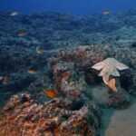 Lanzarote: 2-dive package in Playa Blanca - certified divers - How the Tour Starts and Ends in Playa Blanca