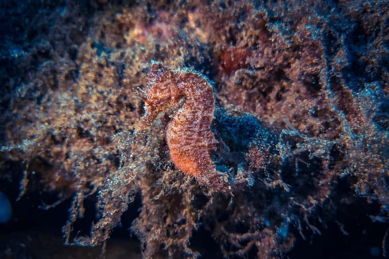 Lanzarote: Beginner Try Scuba Diving Costa Teguise (2 dives) - How the Tour Delivers a Safe and Relaxed Dive Introduction