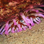 Lanzarote: Small-Group Discover Scuba Diving Costa Teguise - The Lanzarote Dive Site in Shallow Waters